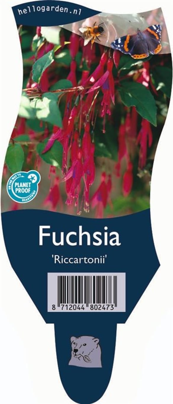 Fuchsia 'Riccartonii' - P11